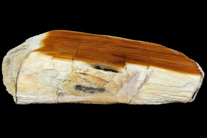 Polished Petrified Wood - Oregon #118398